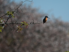 上野不忍池の桜とカワセミ(2)