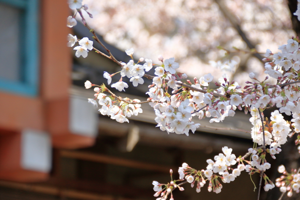上野恩賜公園の桜(9)