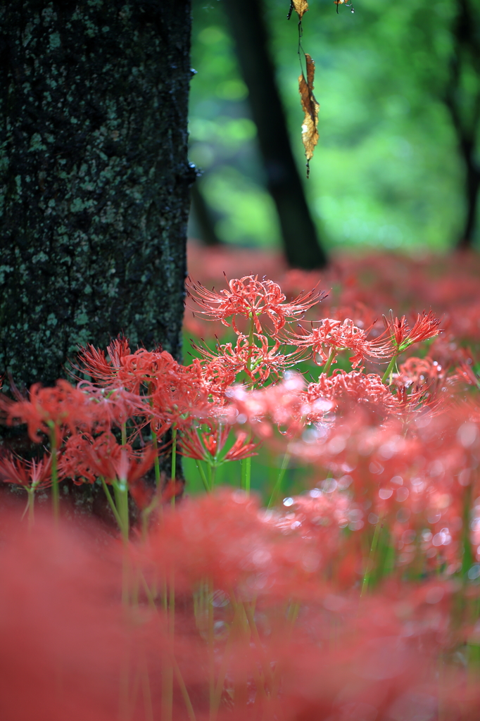 巾着田の曼珠沙華(10)