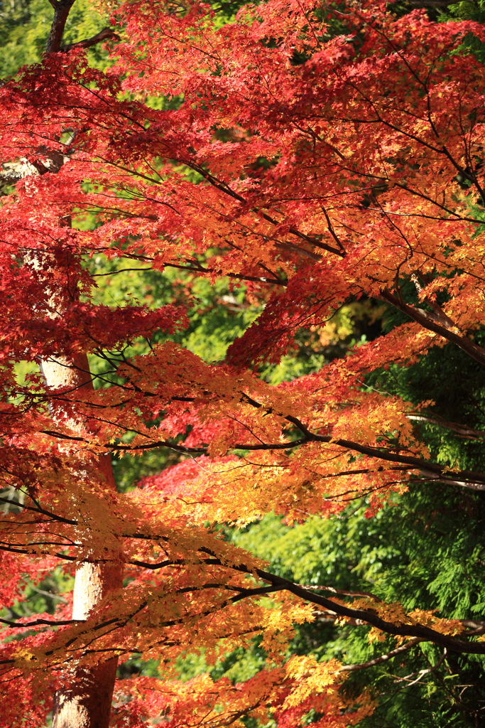 高尾山の紅葉　2017(7)