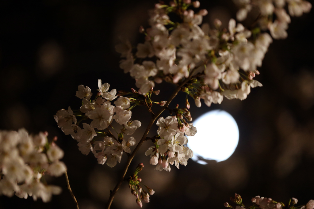 千鳥ヶ淵の夜桜（3/21）