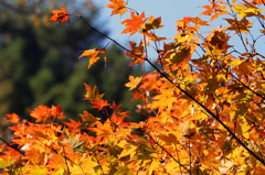 花貫渓谷の紅葉