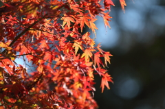 高尾山の紅葉