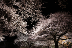 夜桜(4)