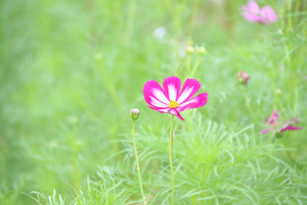 秋桜 2018 (1)