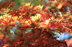 高尾山の紅葉