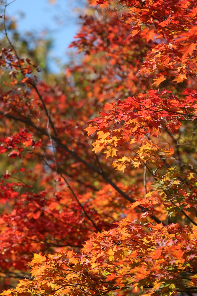 高尾山の紅葉 2014(5) 