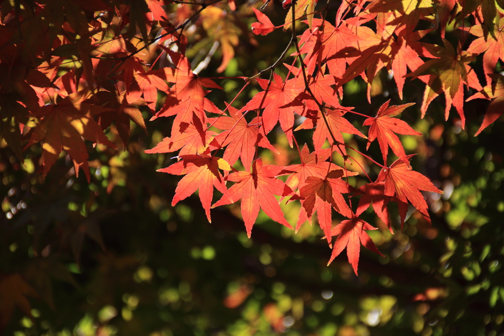 長瀞の紅葉2014(7DmarkII_8)