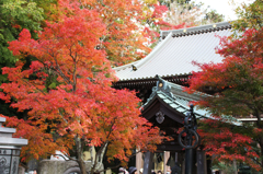 高尾山の紅葉 2014(10) 