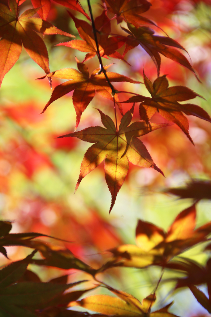 長瀞の紅葉2014(7DmarkII_2)