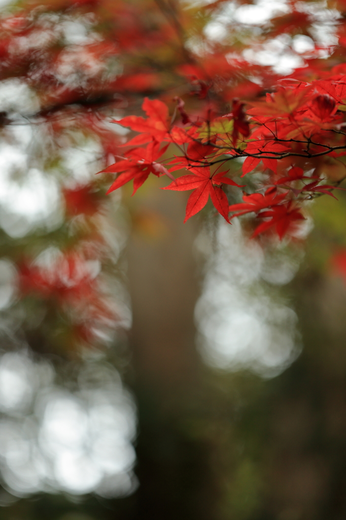 高尾山の紅葉 2015(2)
