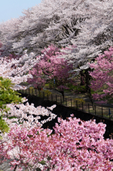 桜堤
