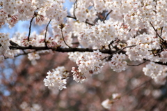 上野恩賜公園の桜(1)