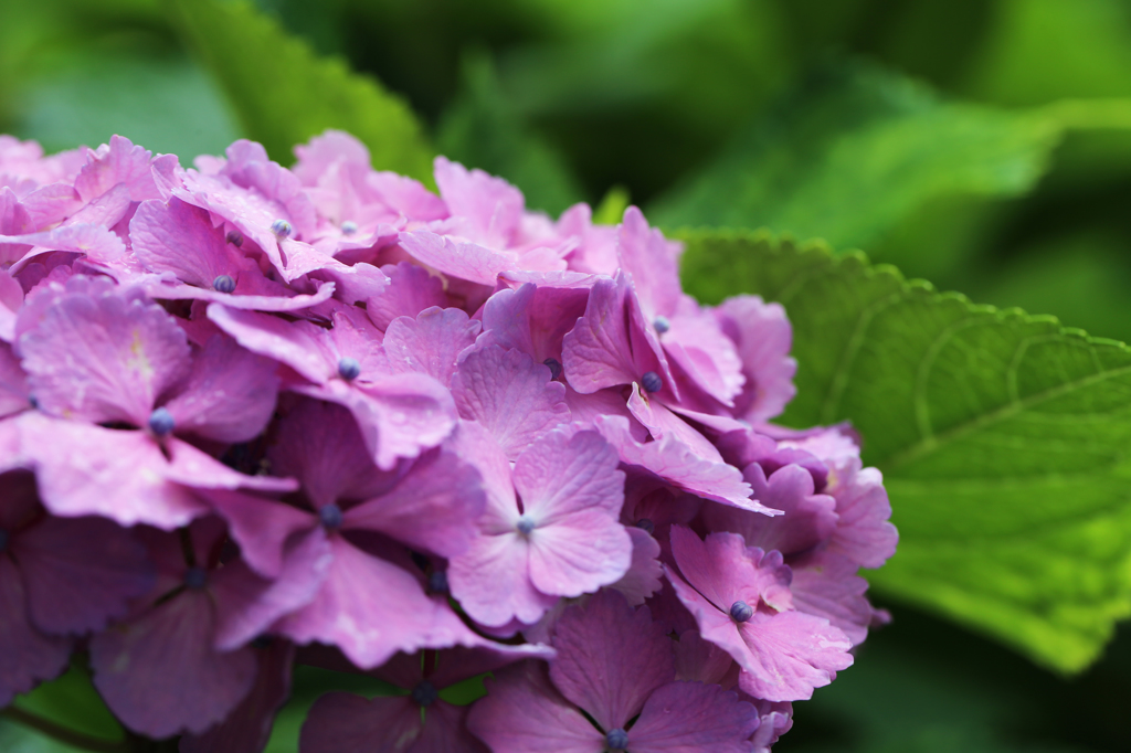 白山神社の紫陽花（9）