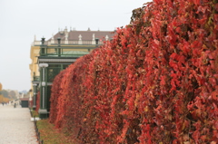 シェーンブルン宮殿の紅葉