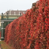 シェーンブルン宮殿の紅葉