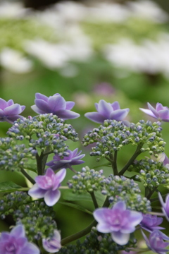 紫陽花 2017 相模原北公園(12)