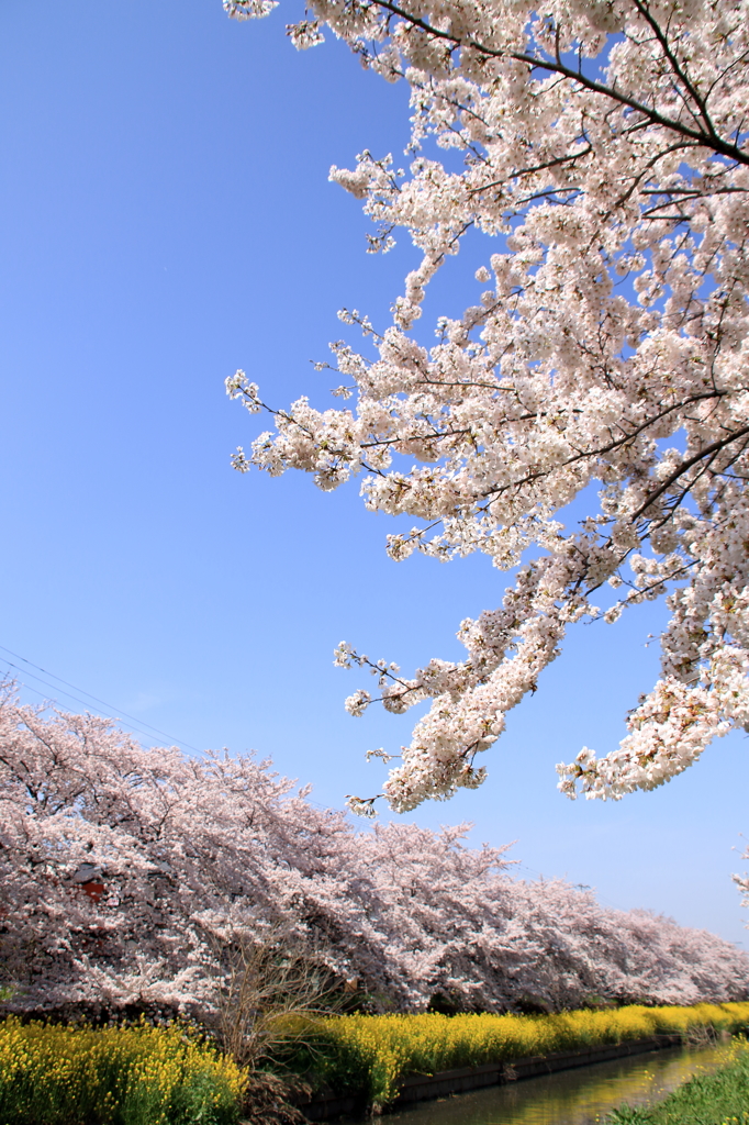 新河岸川の桜並木(2)