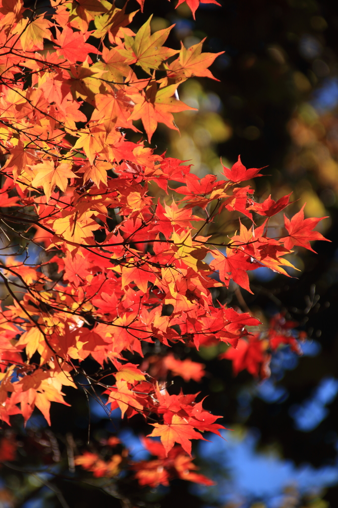 長瀞の紅葉2014(7DmarkII_5)