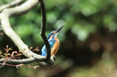 薬師池公園のカワセミ（11）