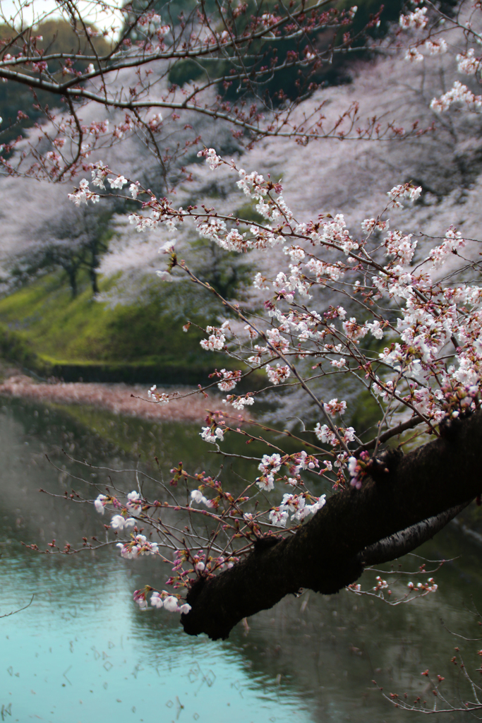 九段下の桜 2018 (2)