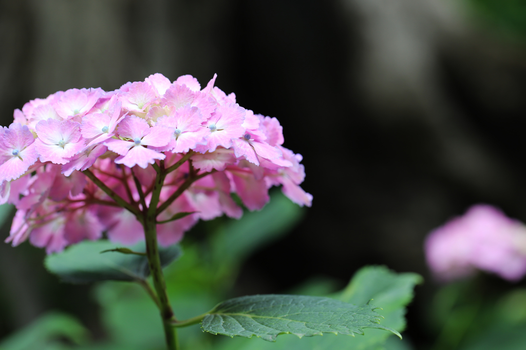 白山神社の紫陽花（4）