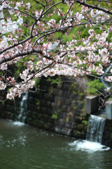 九段下の桜 2018 (3)