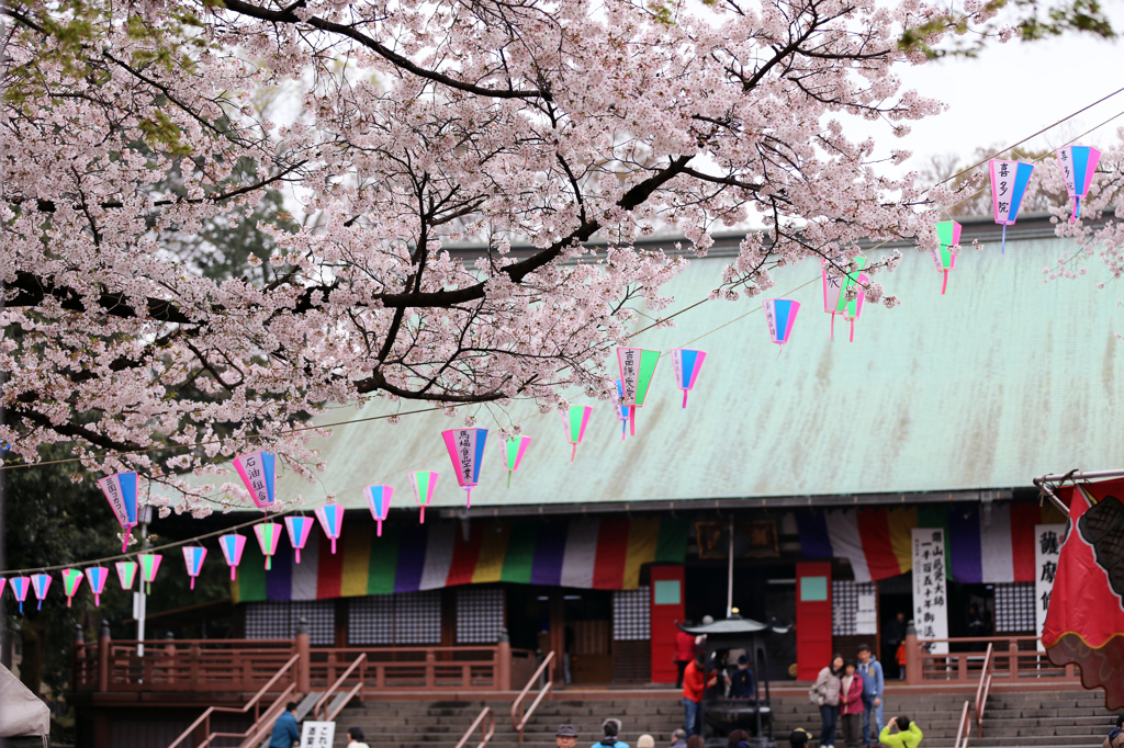 喜多院の桜