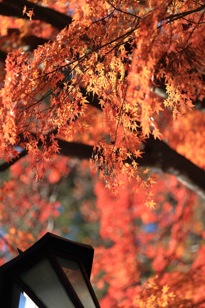 高尾山の紅葉　2017(4)