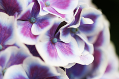 紫陽花(8)