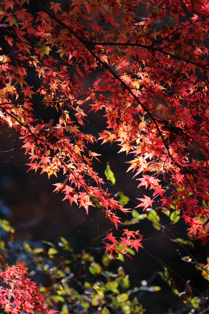 花貫渓谷の紅葉