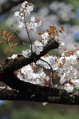 喜多院の桜(6)