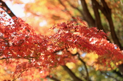 高尾山の紅葉