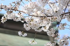 喜多院の桜(8)