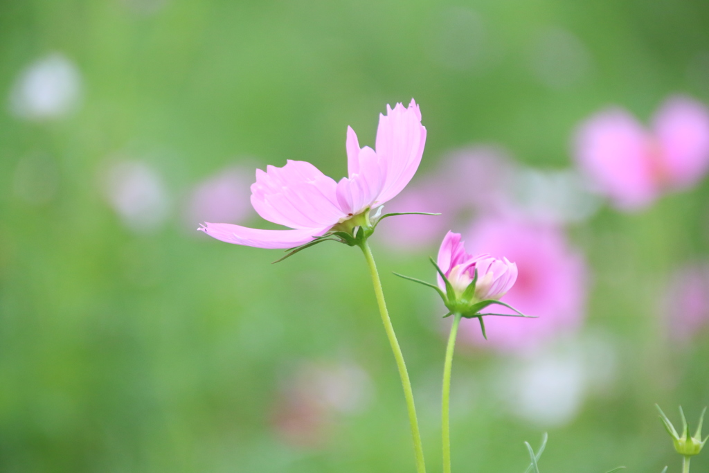 秋桜 2018 (2)