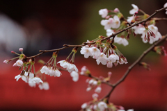 上野恩賜公園の桜 in 2017　その4