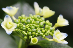 紫陽花(11)
