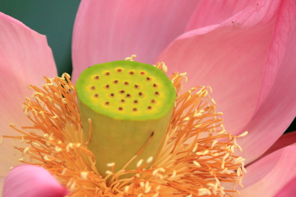 古代ハスの花