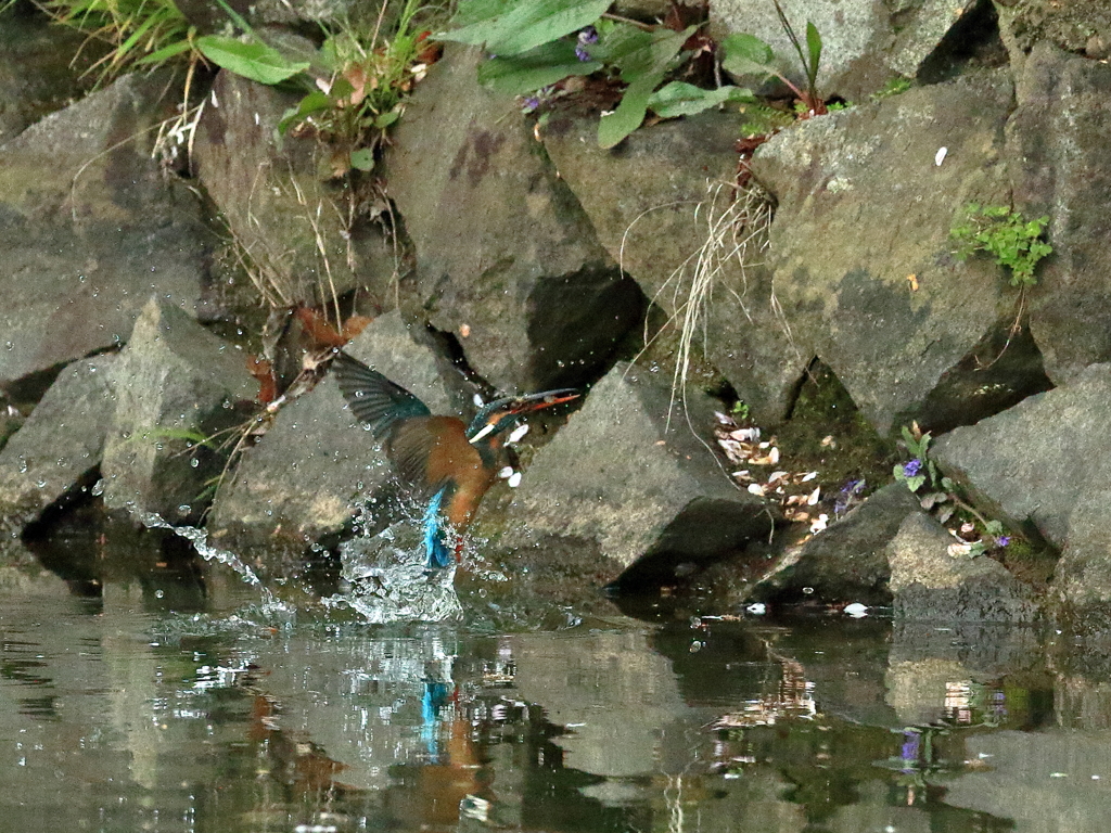 薬師池公園のカワセミ　ゲット