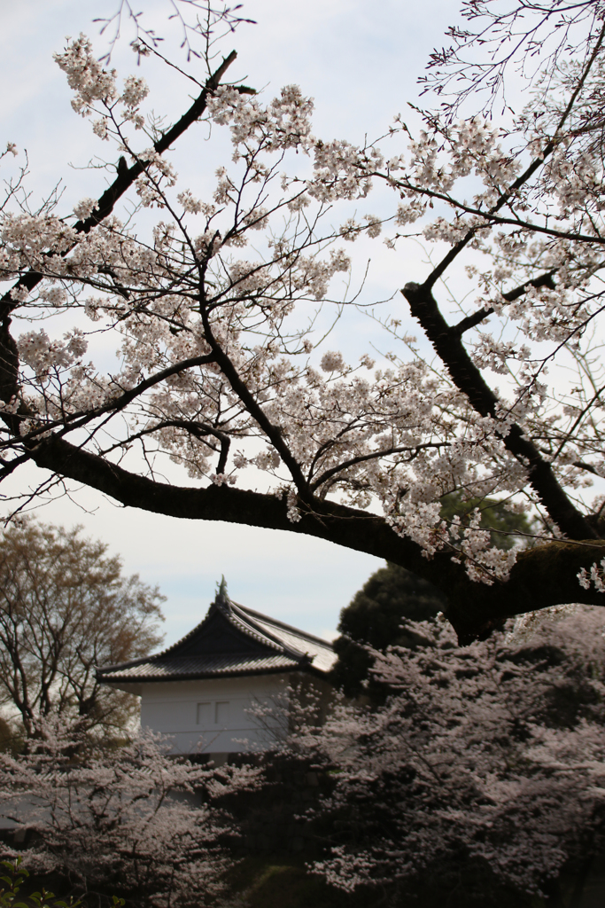 九段下の桜 2018 (6)