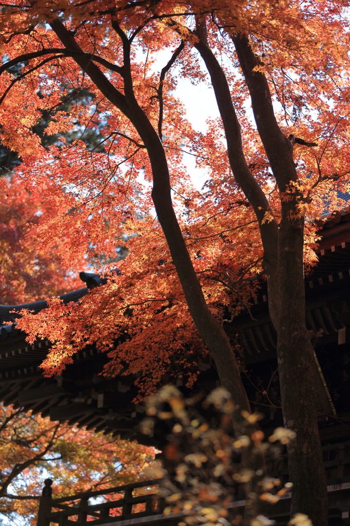 高尾山の紅葉　2017(3)