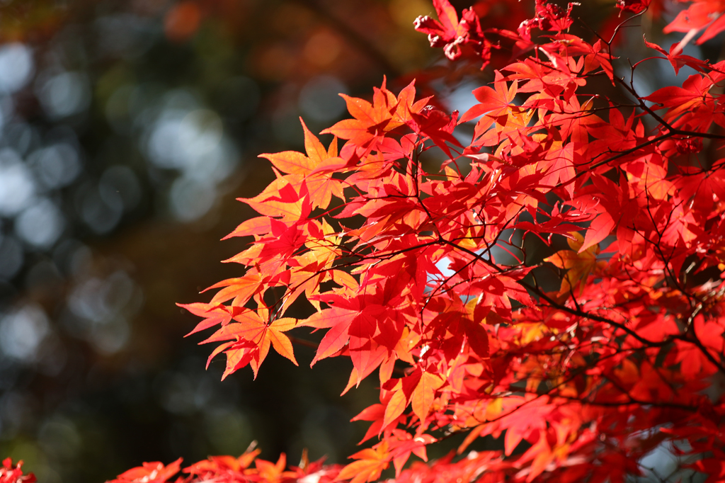 高尾山の紅葉 2014(8) 