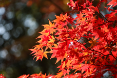 高尾山の紅葉 2014(8) 