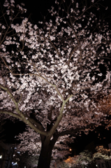 夜桜(1)