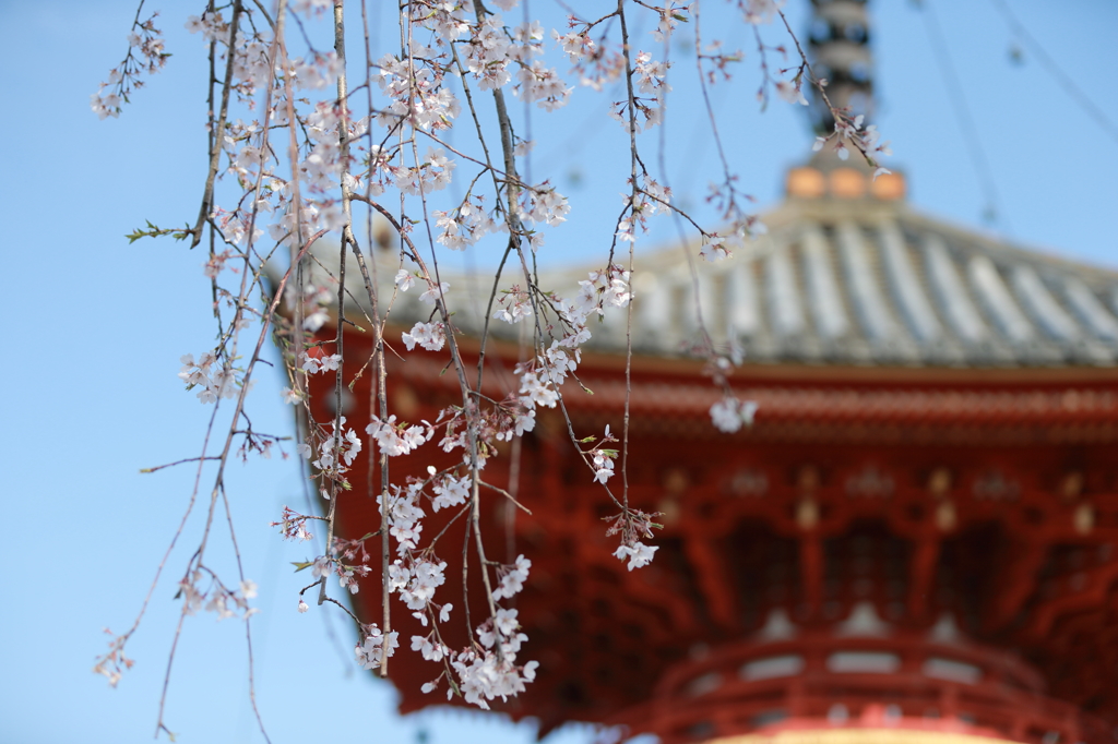 喜多院の桜(4)