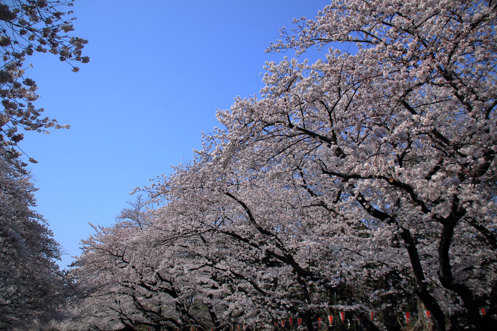 上野恩賜公園の桜(14)