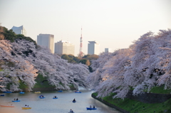 千鳥ヶ淵の桜(4)