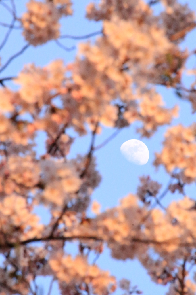千鳥ヶ淵の桜(7)
