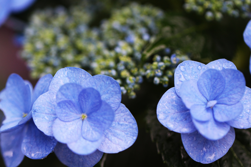 紫陽花(10)