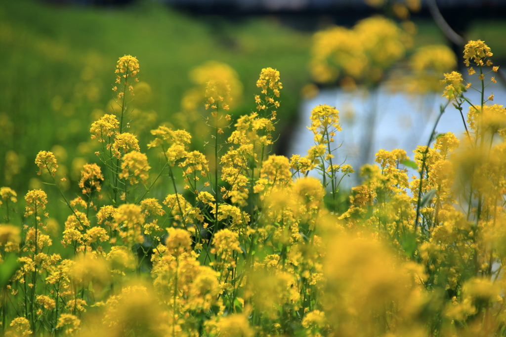 菜の花のある風景